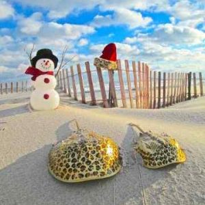 Christmas Cheetah Snowman pretty crabs on the beach.